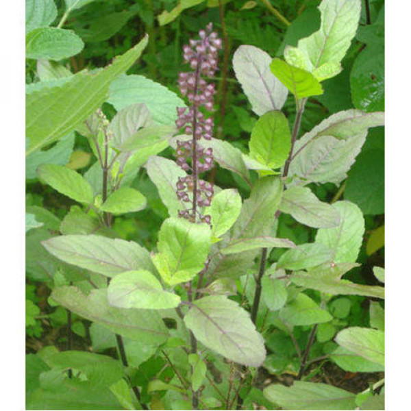 Tulsi Seeds