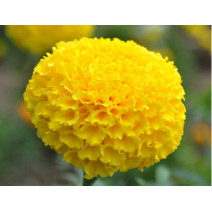 Marigold Yellow Seeds