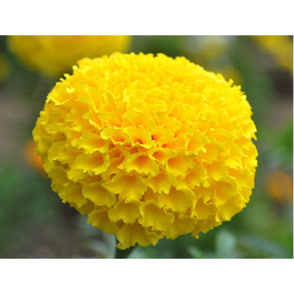 Marigold Yellow Seeds