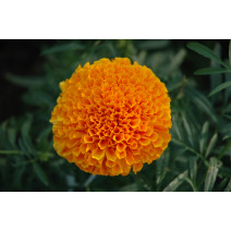 Marigold Orange Seeds