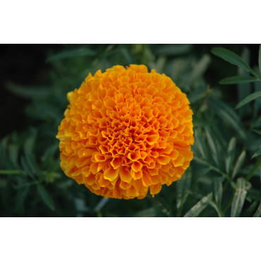 Marigold Orange Seeds