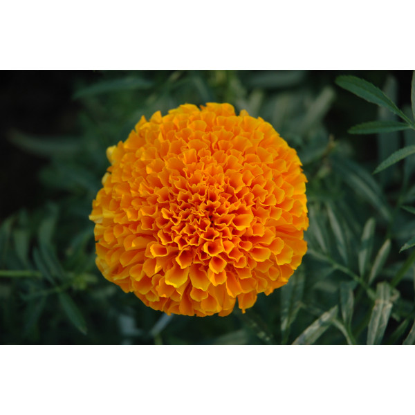 Marigold Orange Seeds