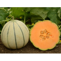 Muskmelon Striped Seeds