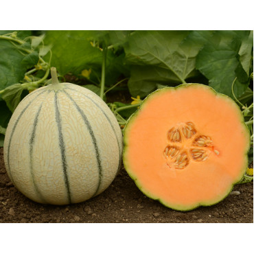 Muskmelon Striped Seeds