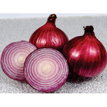 Onion Dark Seeds