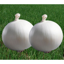 Onion White Seeds