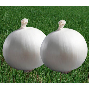 Onion White Seeds