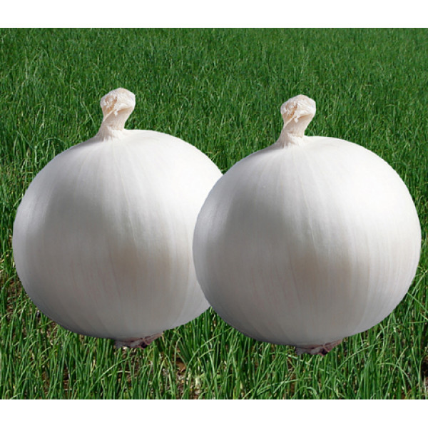 Onion White Seeds