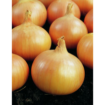 Onion Yellow Seeds