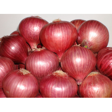 Onion Seeds
