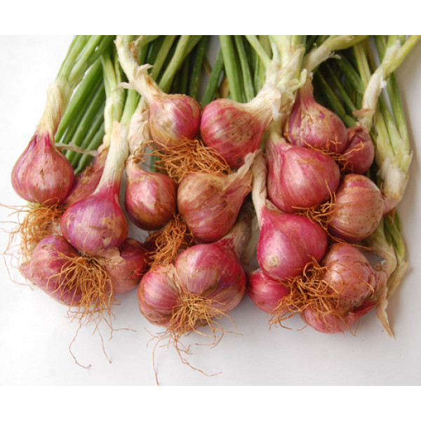 Onion Shallot Seeds