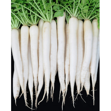 Radish Mino Early Seeds