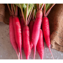 Radish Red Seeds