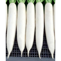 Radish Seeds