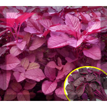 Red Amaranthus Seeds