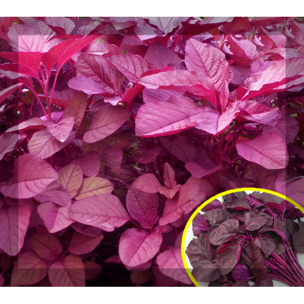 Red Amaranthus Seeds