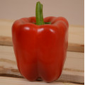 Red Bell Pepper Seeds