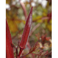 Red Okra (Lady’s Finger) Seeds