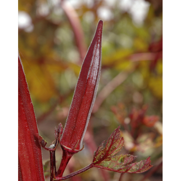 Red Okra (Lady’s Finger) Seeds