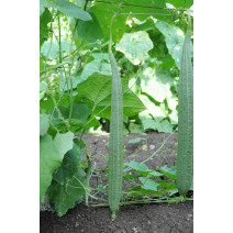  Ridge Gourd White Seeds