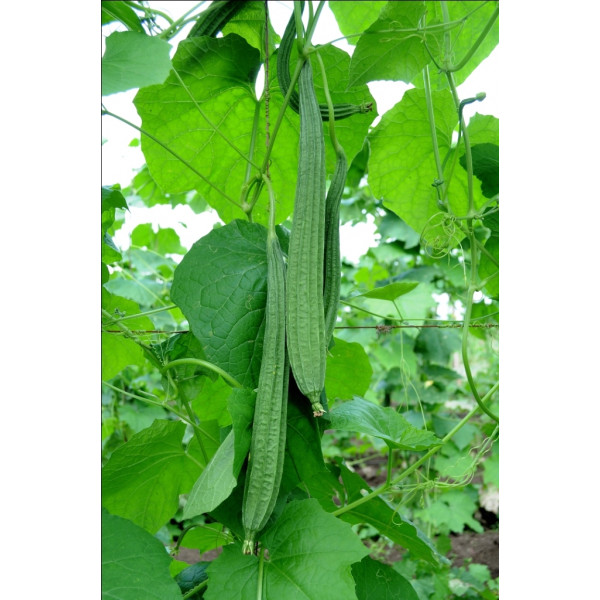 Ridge Gourd Seeds