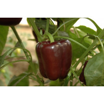 Maroon Bell Pepper Seeds