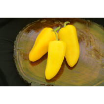 Yellow Pepper Seeds