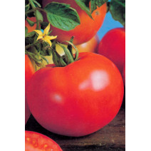 Tomato-1512