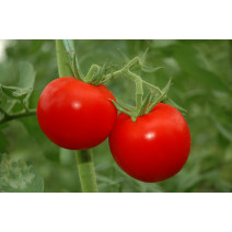 Tomato Dark Red