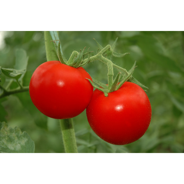 Tomato Dark Red