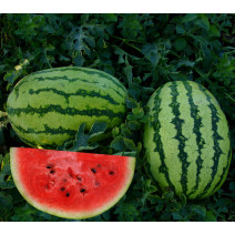 Watermelon Picnic Seeds