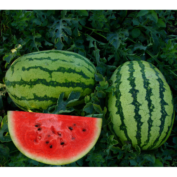 Watermelon Picnic Seeds