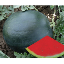 Watermelon Seedless Seeds