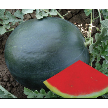 Watermelon Seedless Seeds