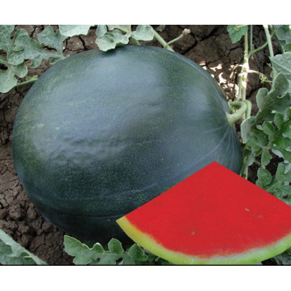 Watermelon Seedless Seeds