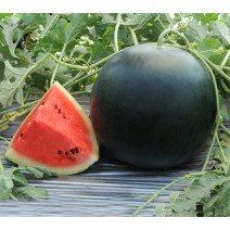 Watermelon Seeds