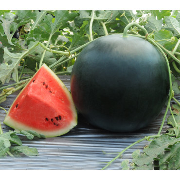 Watermelon Seeds