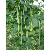 Yardlong Beans Seeds