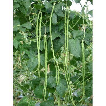 Yardlong Beans Seeds